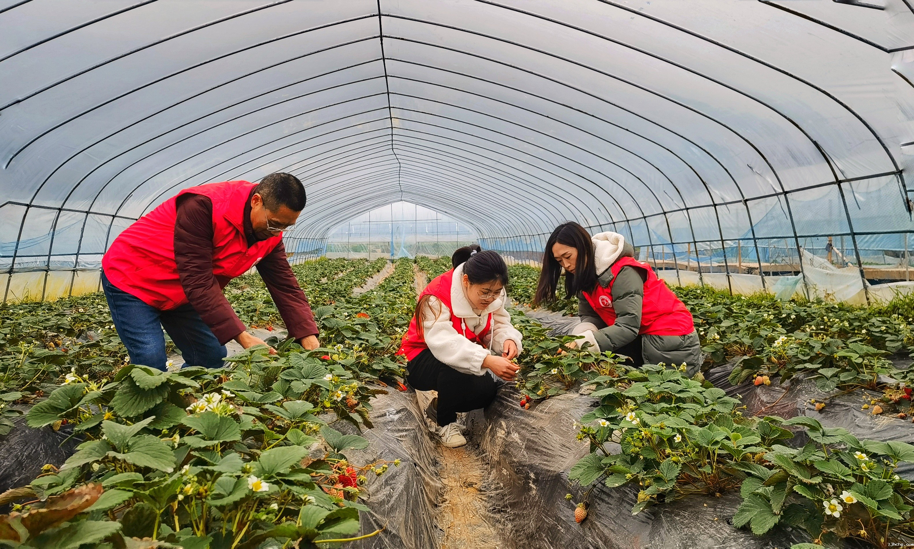 照片:草莓基地抽检.jpeg