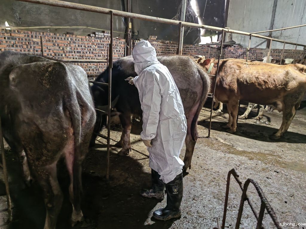 2025.03.17 贾嗣 春防牛免疫.jpg