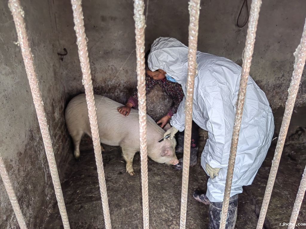 贾嗣 春防猪免疫.jpg