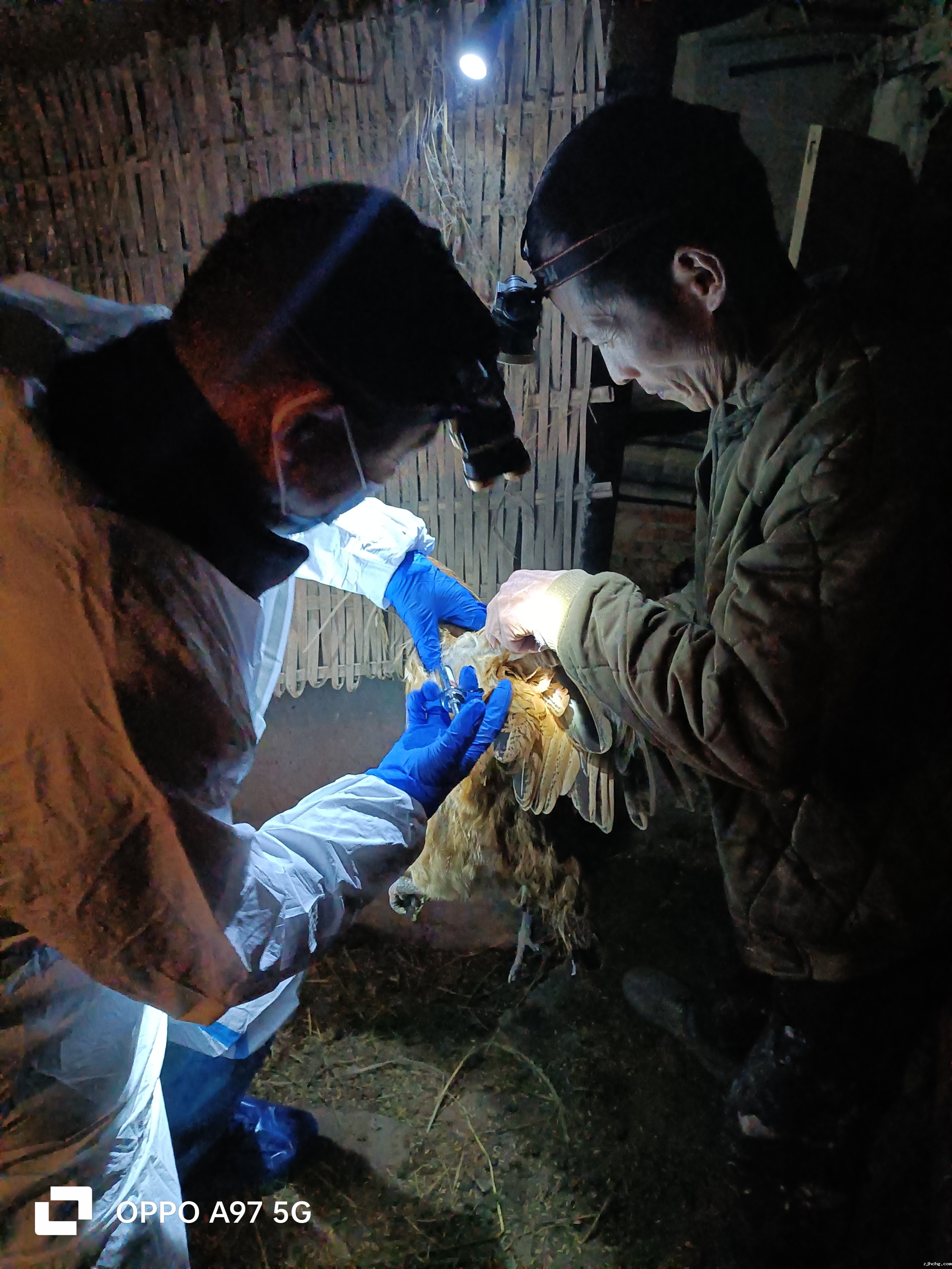 西湖 春防夜间家禽免疫.jpg