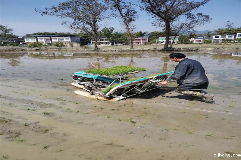 钵毯苗机插技术指导