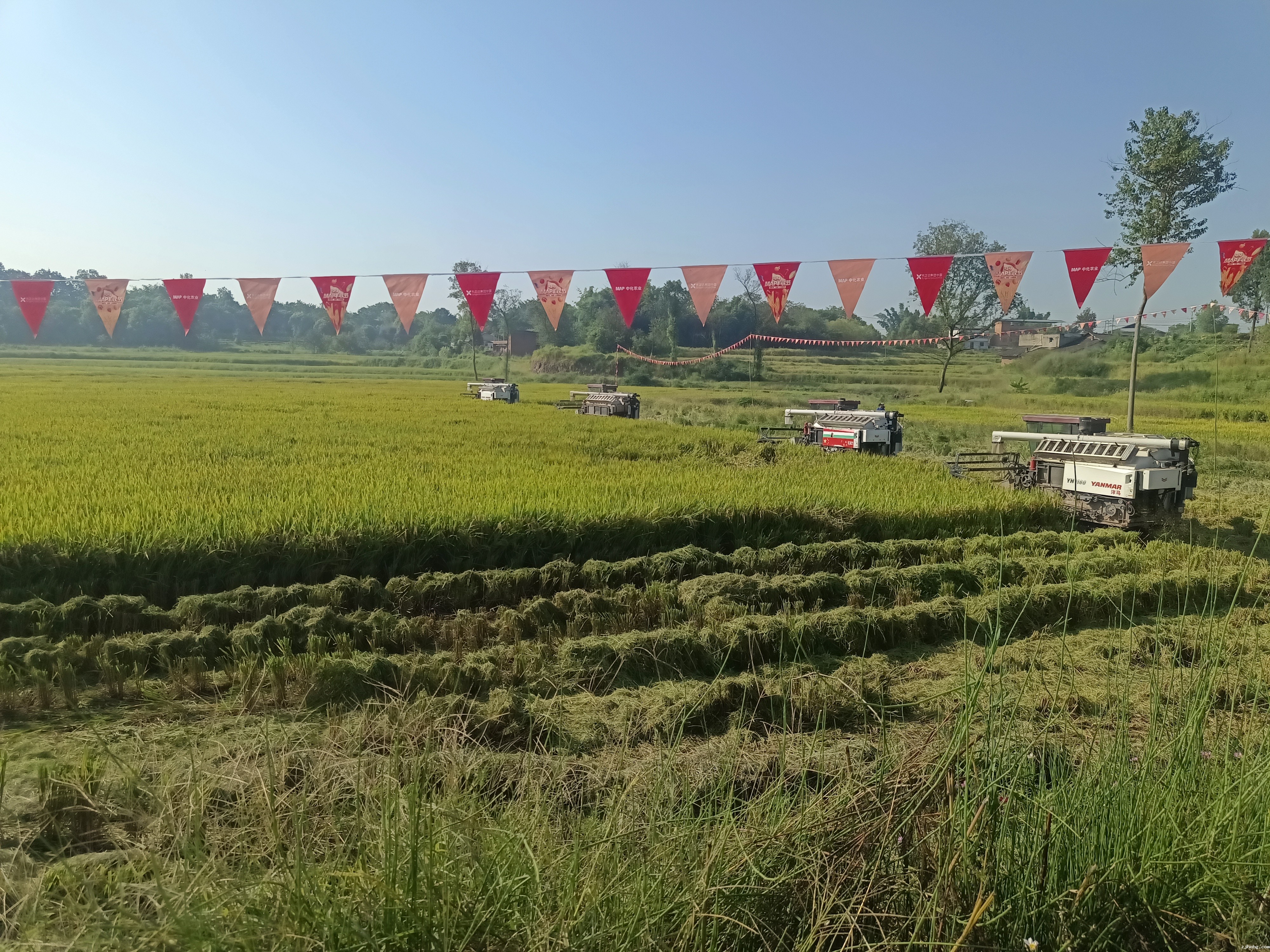 正兴镇团结村机收现场.jpg