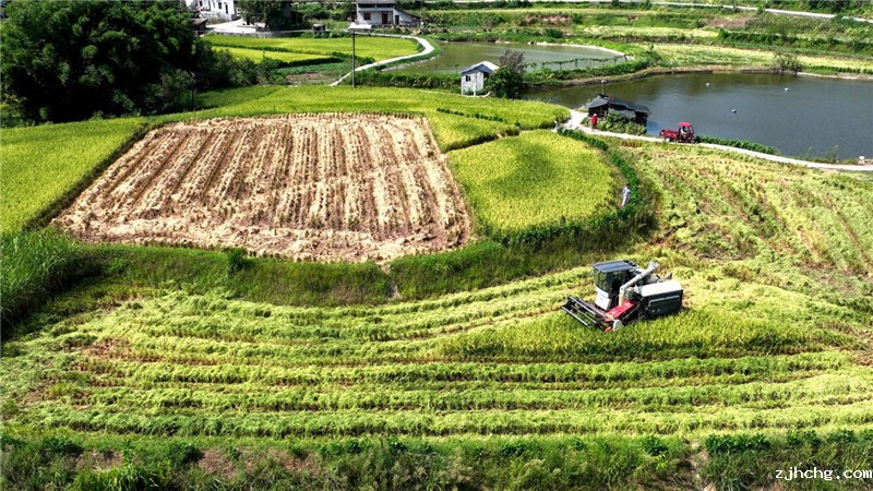 扶欢镇小卷洞村,收割机在田间来回作业。摄影:袁其模.jpg