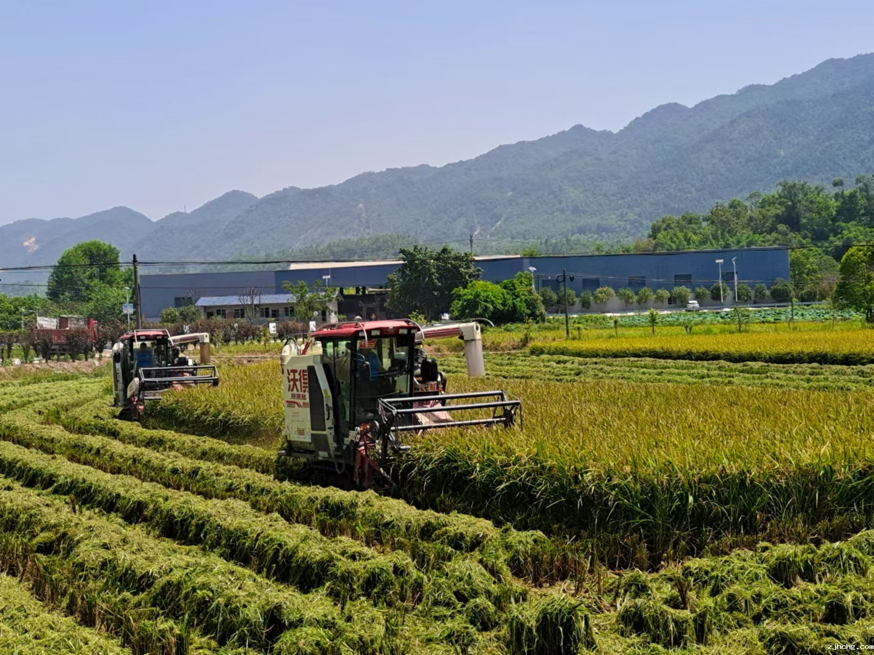 水稻机收图片.jpg