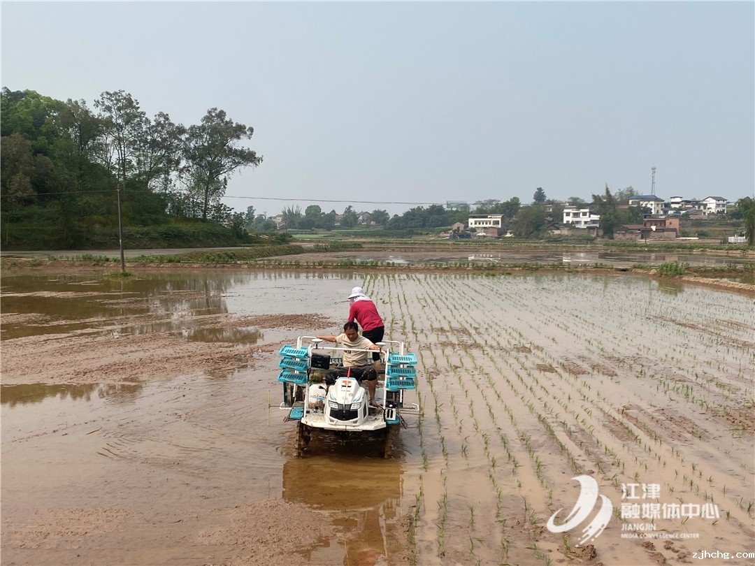 石门镇:机械插秧2.jpg