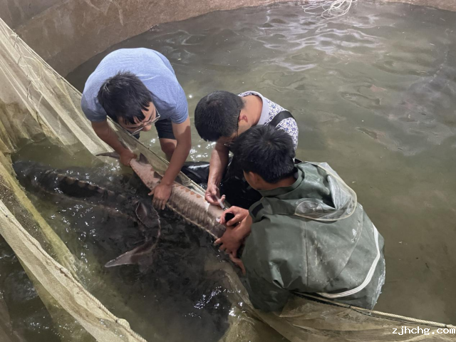 首次成功繁殖长江鲟1.png
