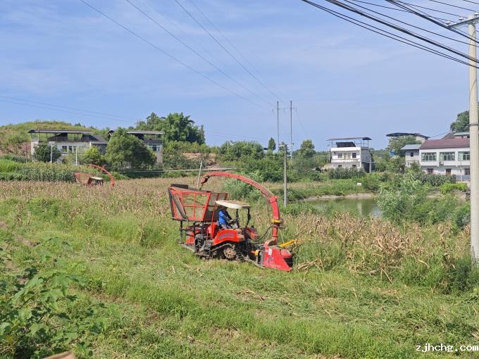 图2:青贮收割现场(1).jpg