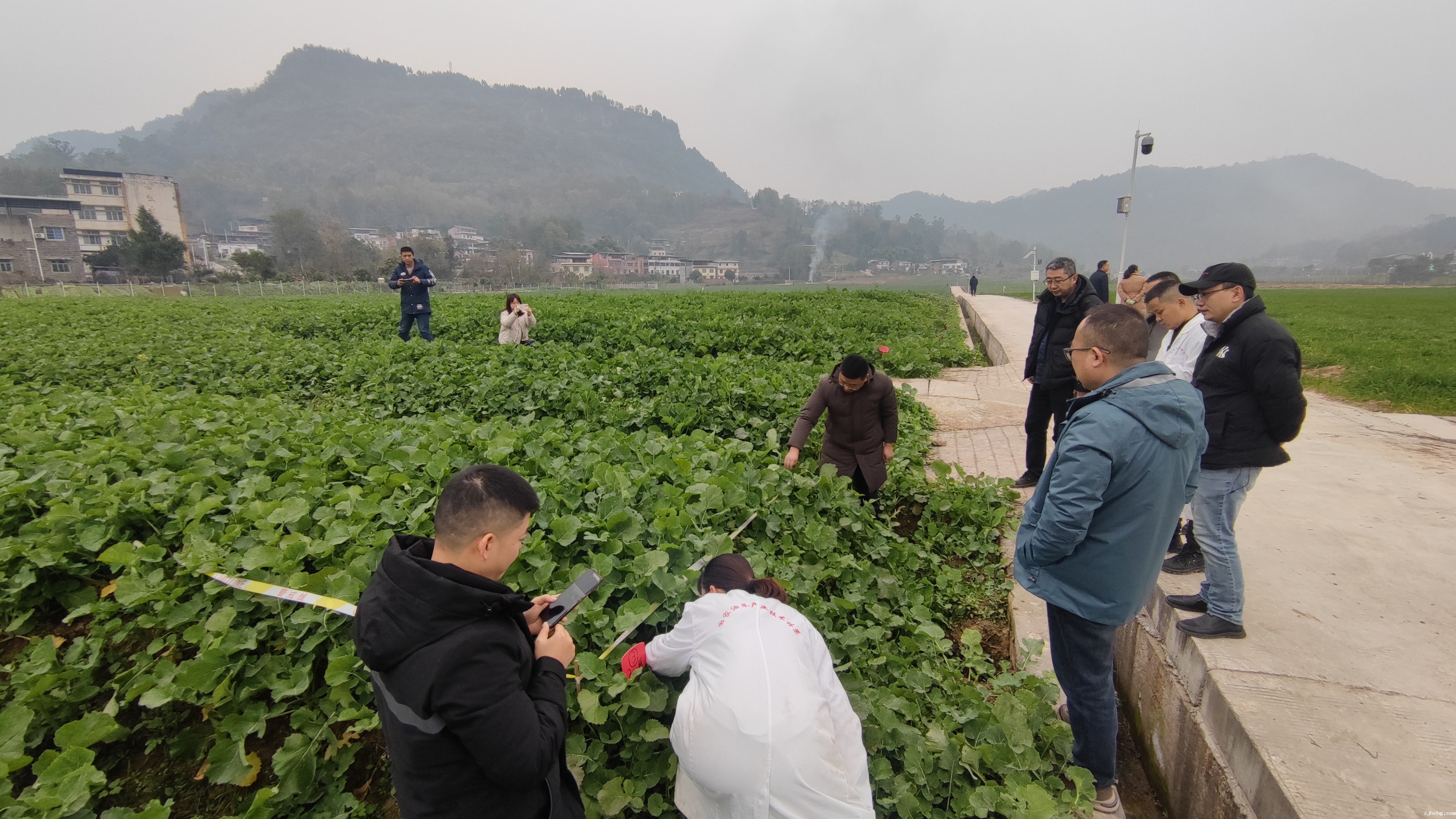 微信图片_20241230110700 万州油菜.jpg